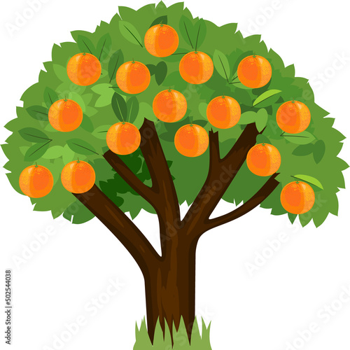 Cartoon orange tree with green crown and ripe oranges isolated on white background