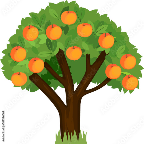Cartoon peach tree with green crown and ripe peaches isolated on white background
