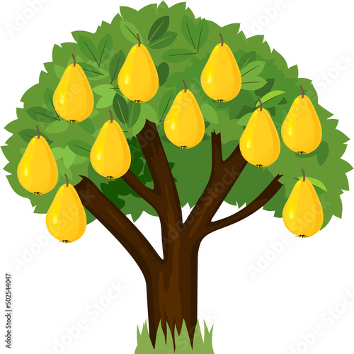Cartoon pear tree with green crown and ripe yellow pears isolated on white background