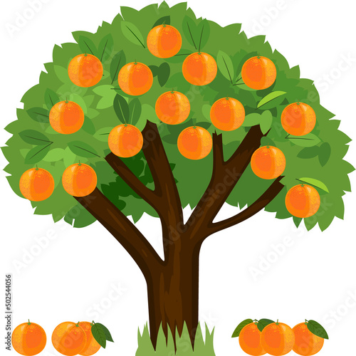 Cartoon orange tree with green crown and ripe fallen oranges isolated on white background