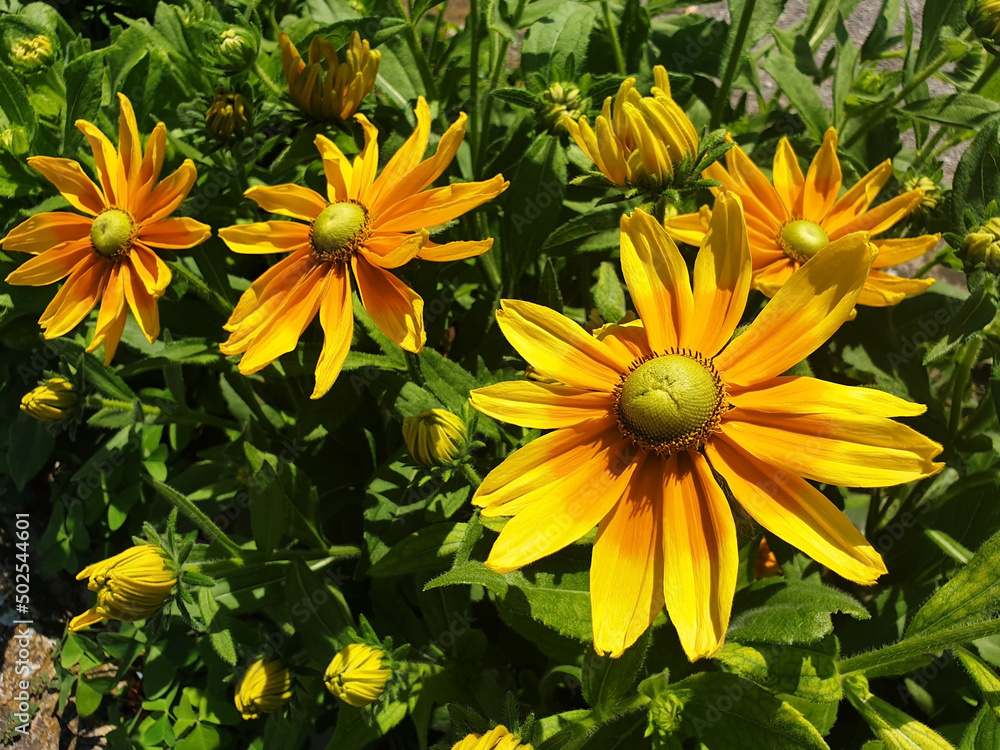 A bush of yellow flowers rudbeckia hirta or black eyed susan blooming in a flower bed. A bush of yellow flowers rudbeckia hirta or black eyed susan blooming in a flower bed.