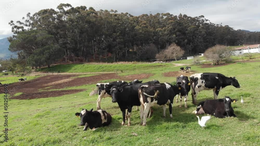A drone slowly circles a small herd of black and white cows. The wide shot includes a woodsy area in the background and birds flying around the cows.