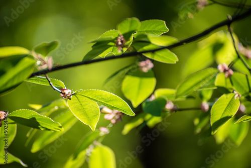 Sunny green leaves