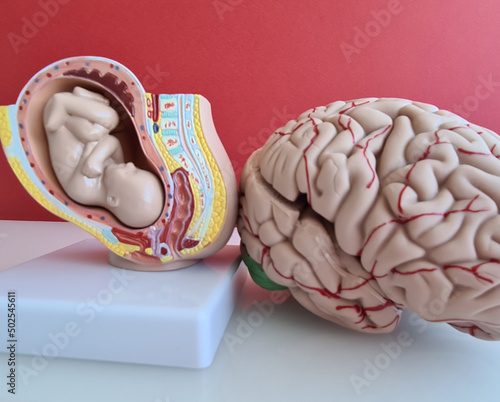 Obraz na płótnie Development of the fetus and brain closeup