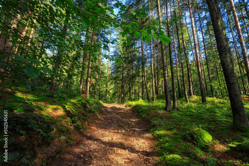 Fototapeta Naklejka Na Ścianę i Meble -  Empty path in the coniferous forest
