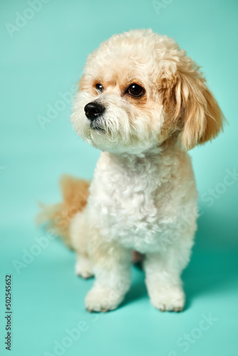 A portrait of beige Maltipoo puppy on a turquoise background. Adorable Maltese and Poodle mix Puppy © marketlan