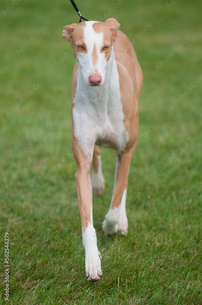 Obraz premium Ibizan Hound walking towards the camera at a dog show