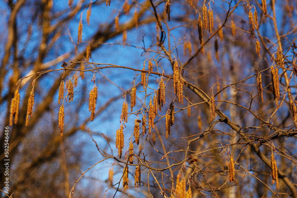 common alder. Alder branch in early spring. common alder. Alder branch in early spring.