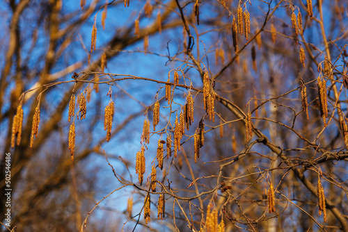 common alder. Alder branch in early spring.