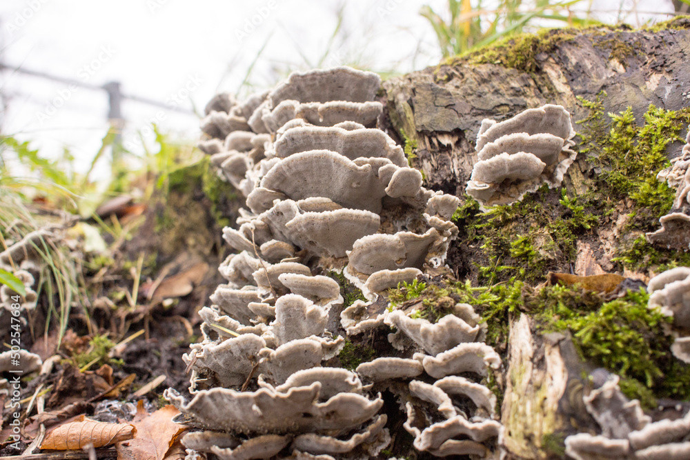 wood mushrooms, forest