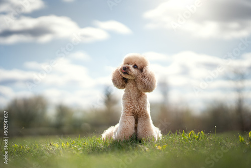 Toy light poodle