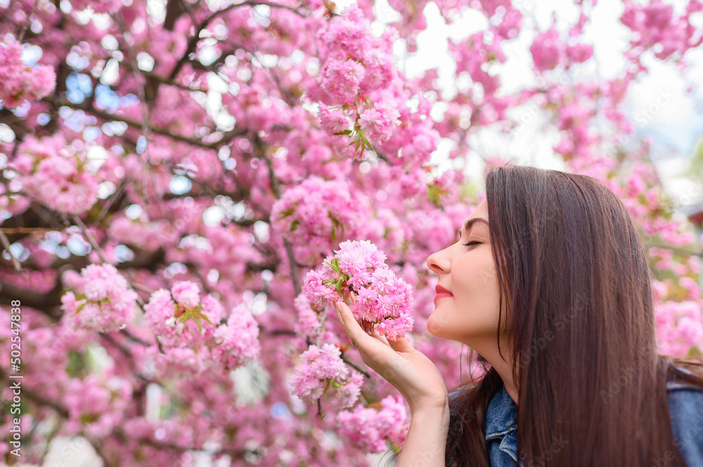Young beautiful girl in a blue denim jacket sniffs the color of pink blossoming sakura. High quality photo Young beautiful girl in a blue denim jacket sniffs the color of pink blossoming sakura. High quality photo