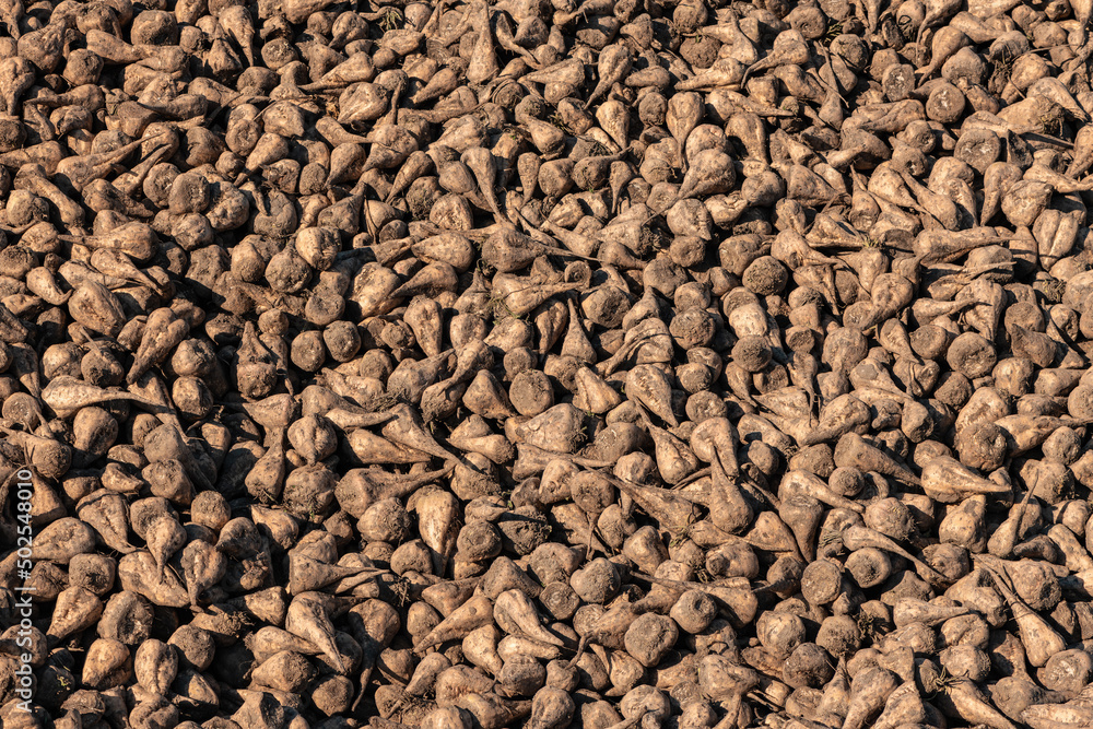Pile of harvested sugar beet root crops in field Pile of harvested sugar beet root crops in field