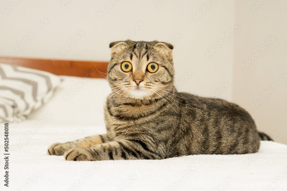 custom made wallpaper toronto digitalA gray tabby cat is lying on a bed and looking into the camera.