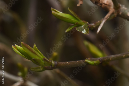 Spring flower buds macro new life