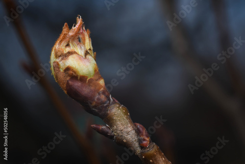 Spring flower buds macro