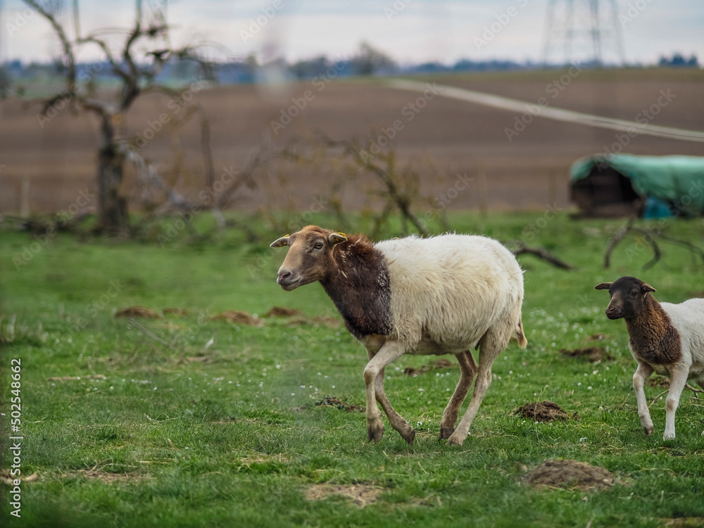 Fototapeta premium Kleine Schafherde auf der Weide