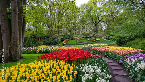 Landscape of colorful beautiful blooming tulip field in Lisse KEUKENHOF Park Holland Netherlands in spring, with fresh green meadow and trees - Tulips flowers background