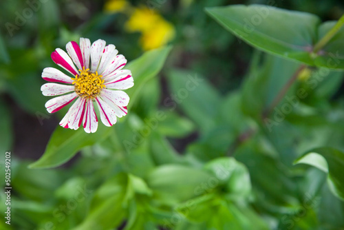 Pink tithonia flower. Garden flower close-up. Flower with striped petals.