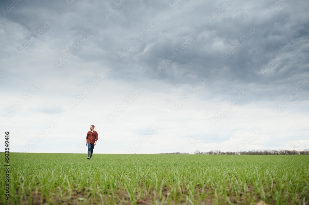 A young farmer inspects the quality of wheat sprouts in the field. The concept of agriculture