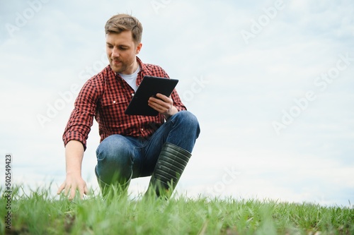 young farmer holding a tablet and checking the progress of the harvest at the green wheat fieldt. Worker tracks the growth prospects. Agricultural concept. © Serhii