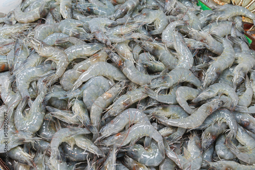 Freeze Shrimp on ice for sell