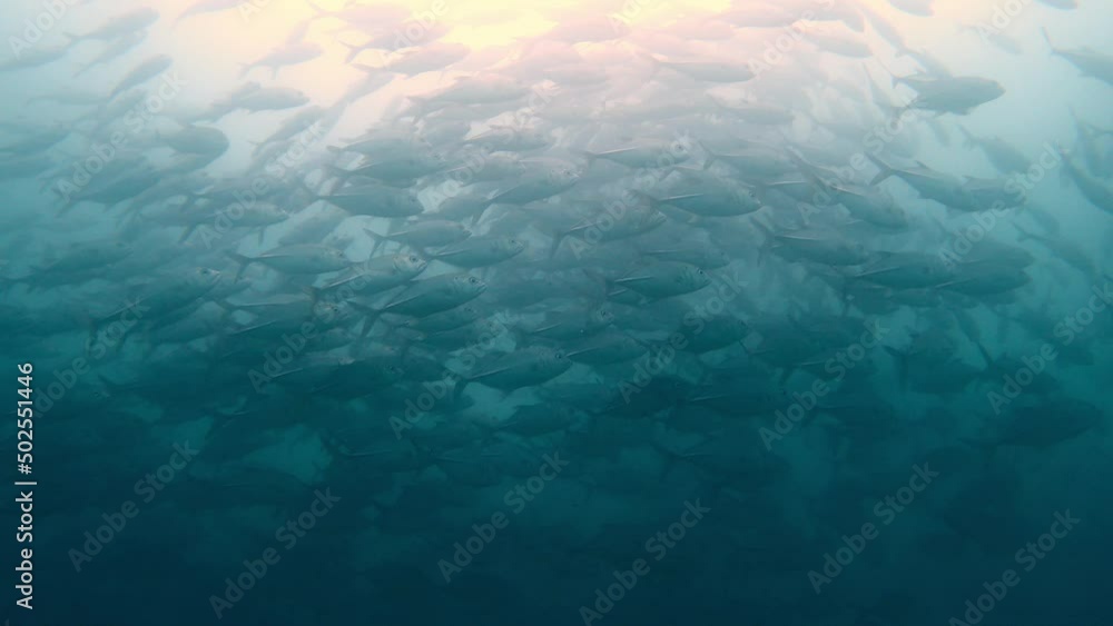 Slow Motion Of Huge School Of Bigeye Trevally Swimming Underwater (Caranx Sexfasciatus). Slow Motion Of Huge School Of Bigeye Trevally Swimming Underwater (Caranx Sexfasciatus).