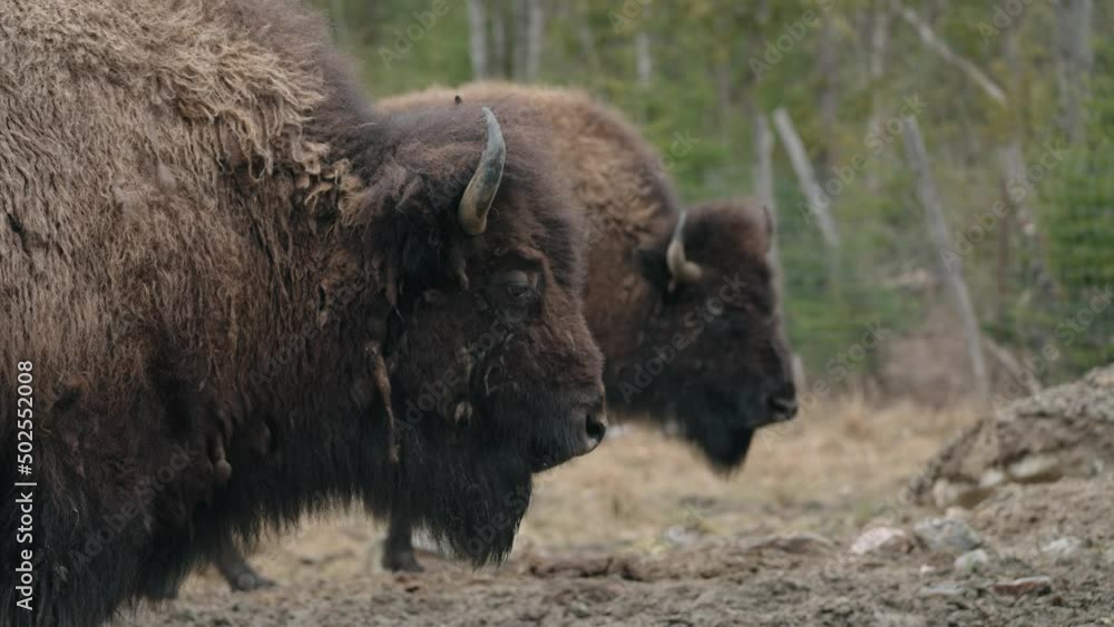 Large Bull Bison In A Ranch - close up shot Large Bull Bison In A Ranch - close up shot