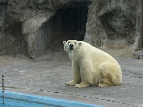 Obraz na plátně polar bear in zoo staring at camera