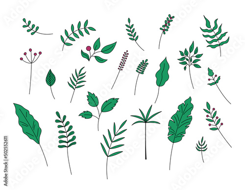 Leaves and berries isolated. Vector set of green plant decorative elements on white background. Simple hand drawn leaf objects