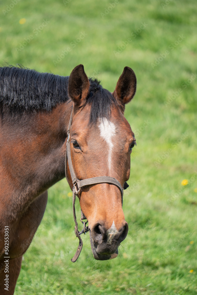 Fototapeta premium Brown horse with reins looks into the lens, photo taken vertically
