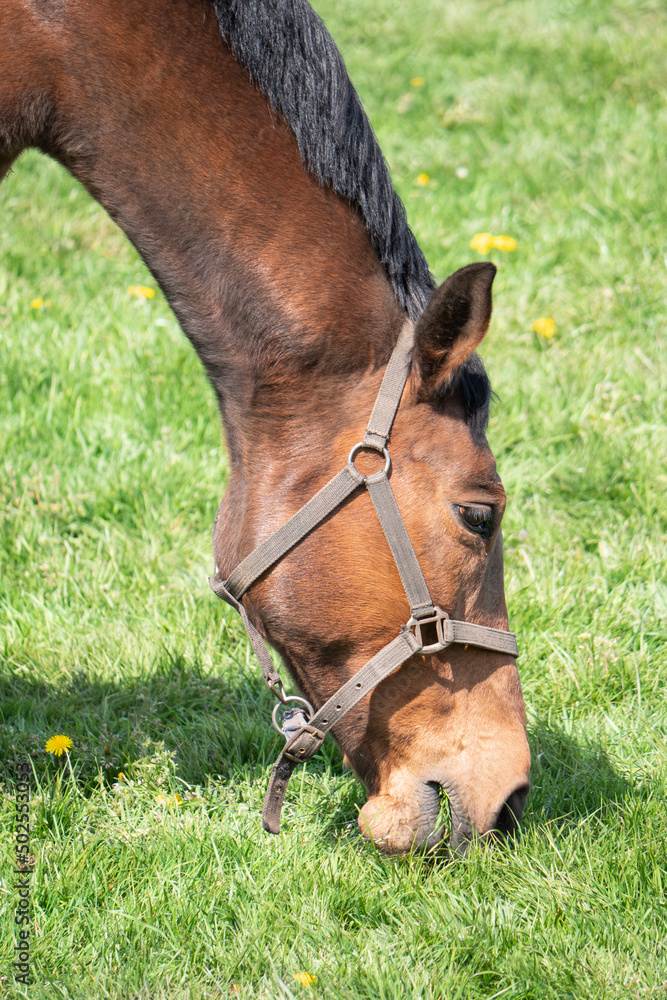 Brown horse with reins is grazing in the meadow Brown horse with reins is grazing in the meadow
