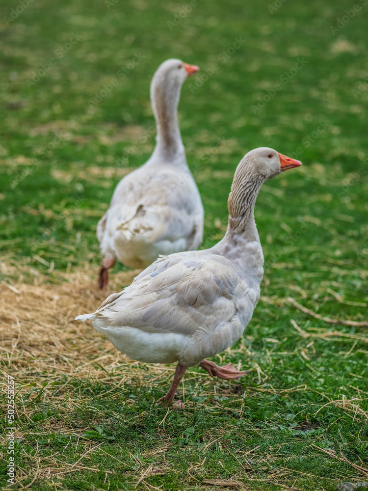 Gänse Paar Gänse Paar