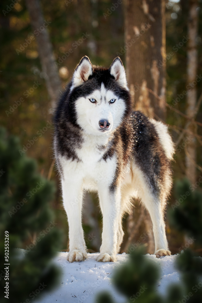 Obraz premium Beautiful blue-eyed Siberian husky dog on the walk in winter sunny forest. Husky dog stands on the snow among the coniferous forest.