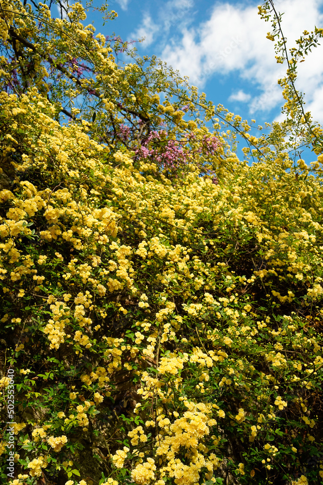 Fototapeta premium flowers in the forest