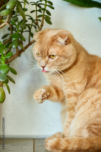 Ginger cat sitting near a green potted house plants pots at home, Growing indoor plants, beautiful animal, love pets..