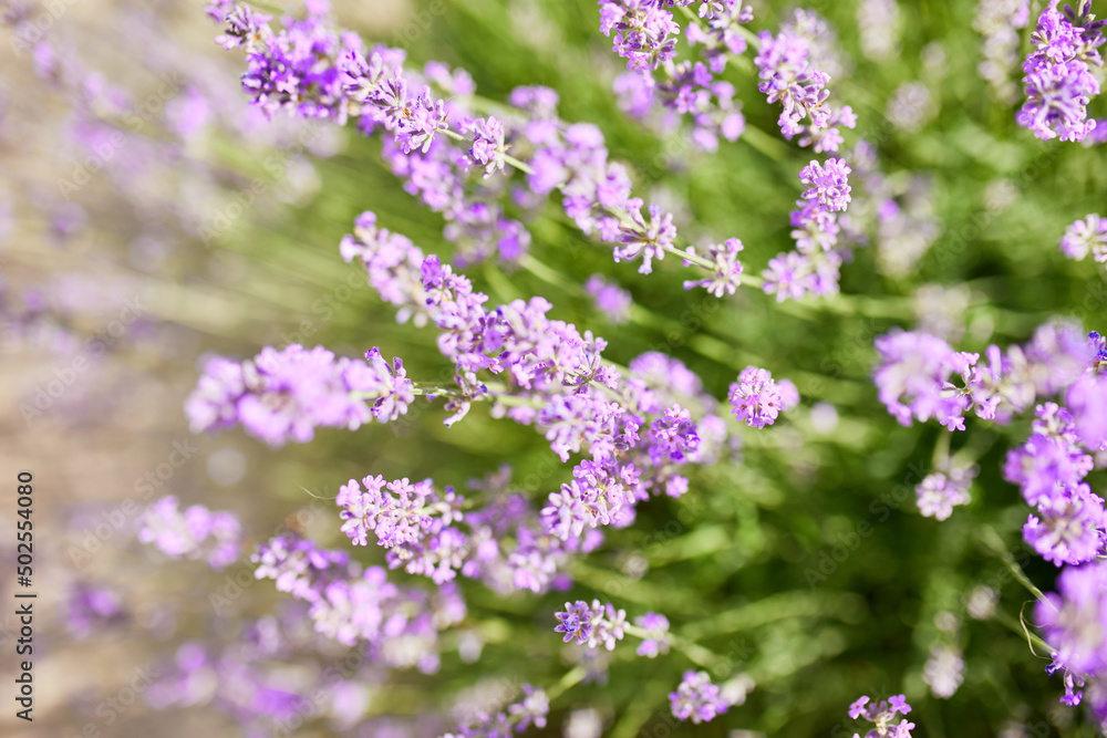 Obraz premium Close up to lavender flowers, Violet lavender Field in the summer, aromatherapy, nature Cosmetics