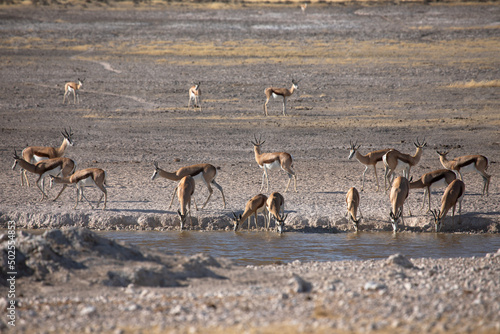 Springboks near water hole, safari in Etosha National Park in Namibia