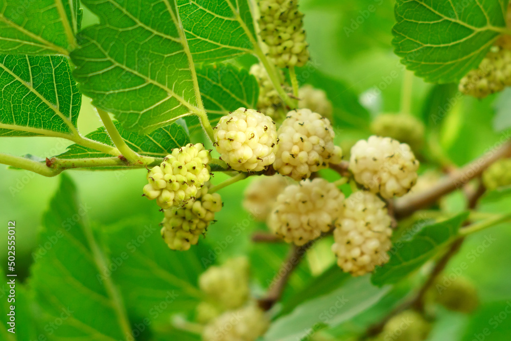Ripe mulberry close up macro on morus tree branch, close up with selective focus Ripe mulberry close up macro on morus tree branch, close up with selective focus