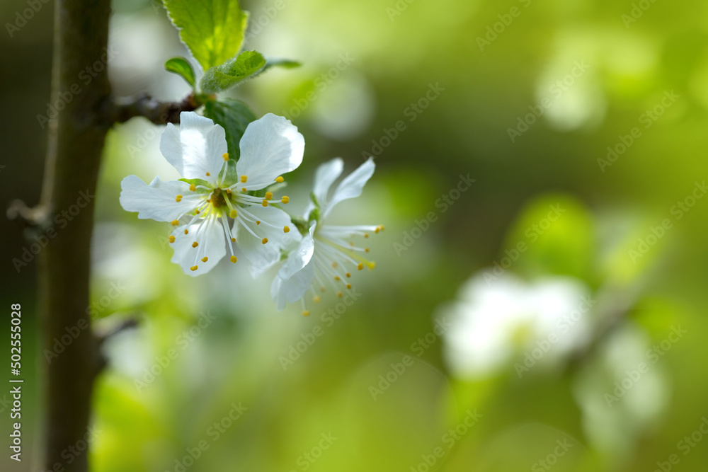Macro shot of white blossom isolated on green background. Macro shot of white blossom isolated on green background.