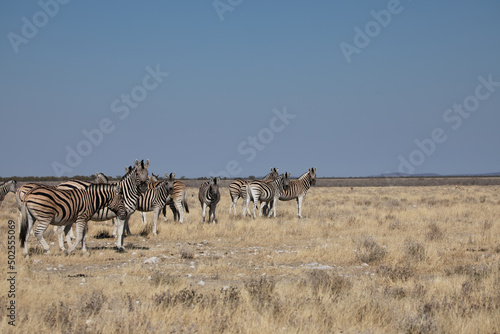 African safari  group of African zebras 
