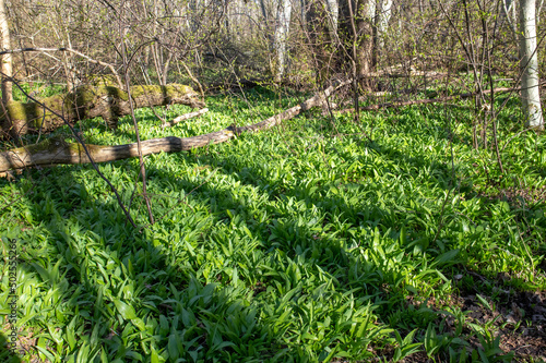 Wild garlic, Allium ursinum lush green leaves growing in forest in early spring in Estonia. Aromatic tasty edible plant, used for food.