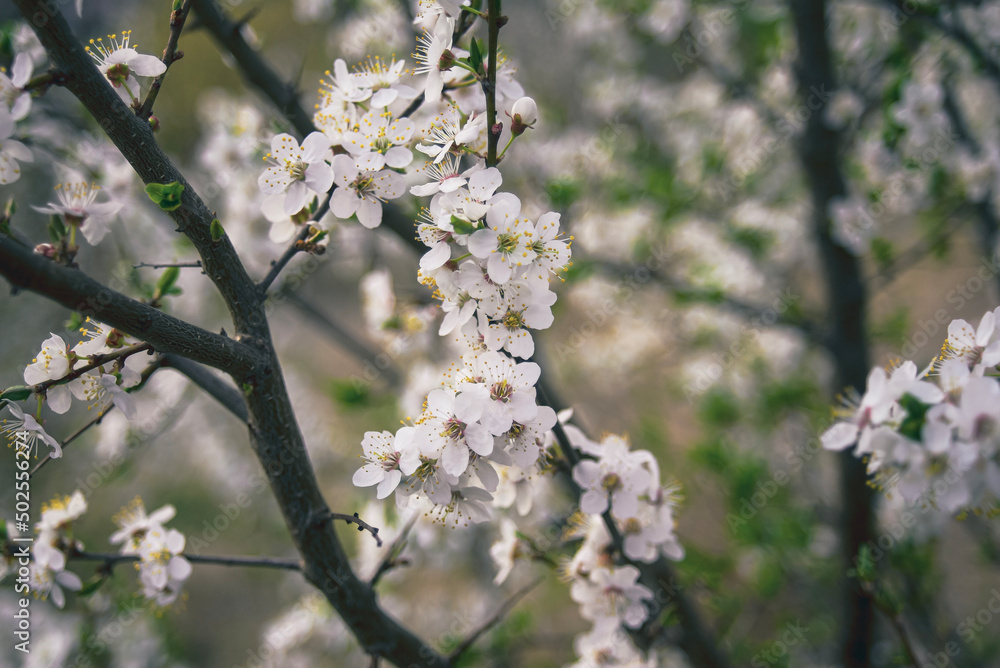 tree blossom