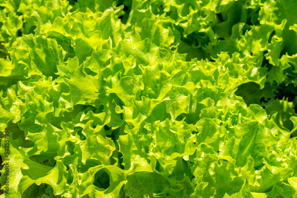 Lactuca sativa green leaves, close up. Leaf Lettuce in garden bed, texture Lactuca sativa green leaves, close up. Leaf Lettuce in garden bed, texture