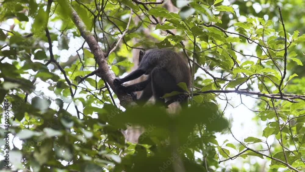 Zanzibar Blue monkey sitting on tree in jungle, holding branch. Zanzibar Blue monkey sitting on tree in jungle, holding branch.