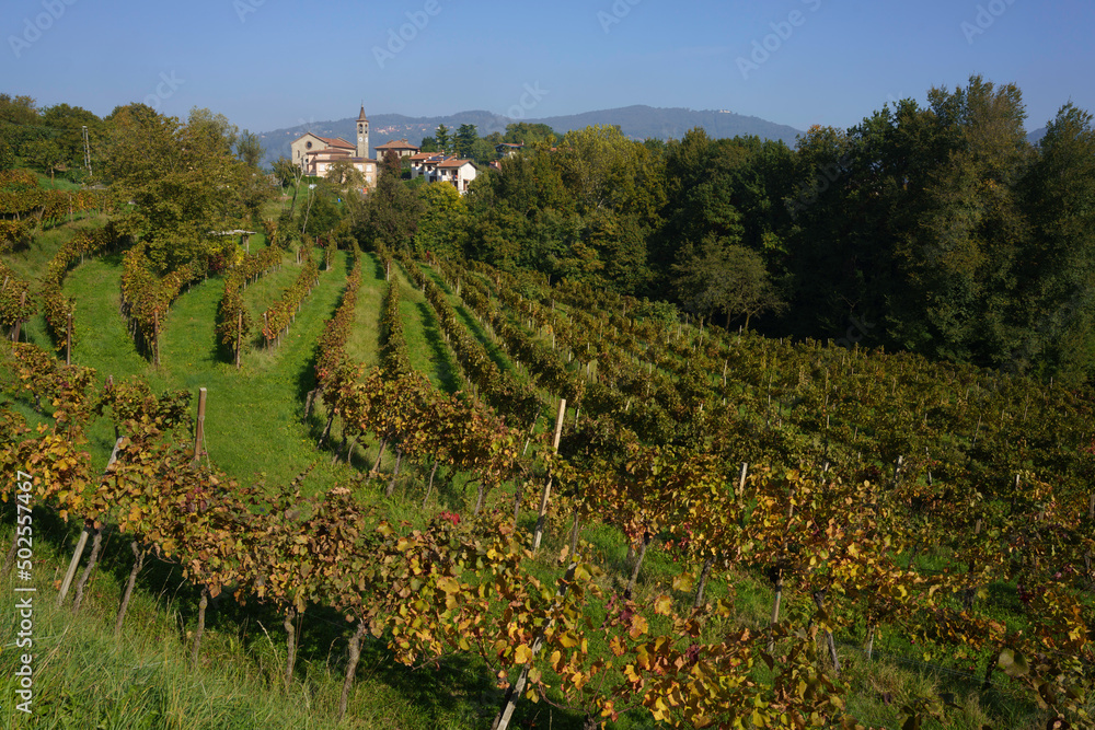 Vineyards in the park of Curone, Lecco province, Italy