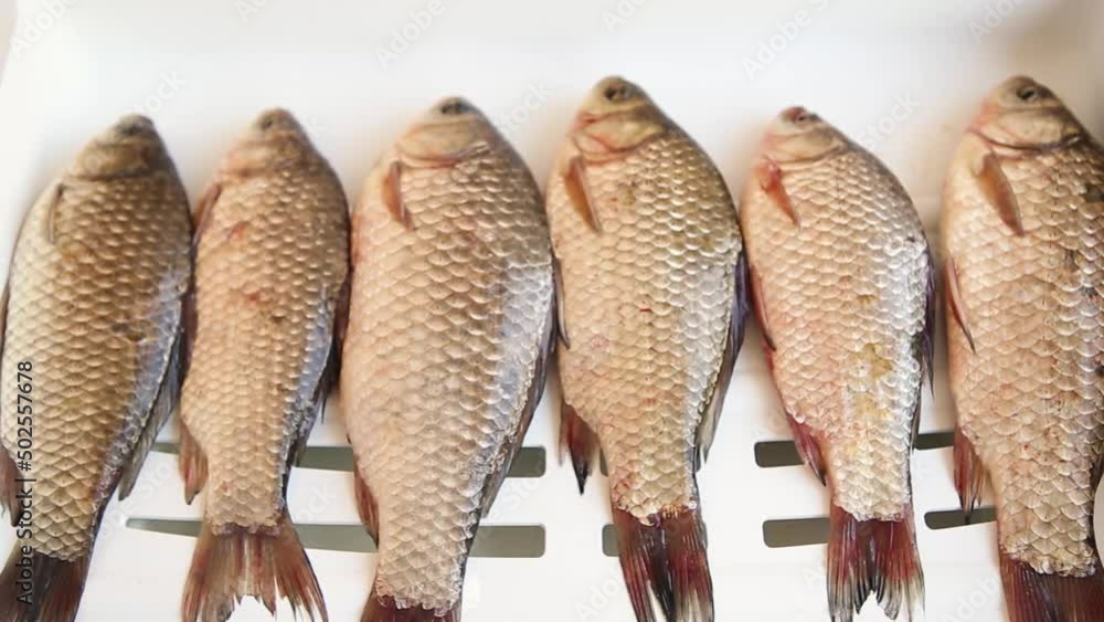 Cooking fresh fish. Live crucian carp on the kitchen board is moving. The result of a successful fishing. Cooking fresh fish. Live crucian carp on the kitchen board is moving. The result of a successful fishing.