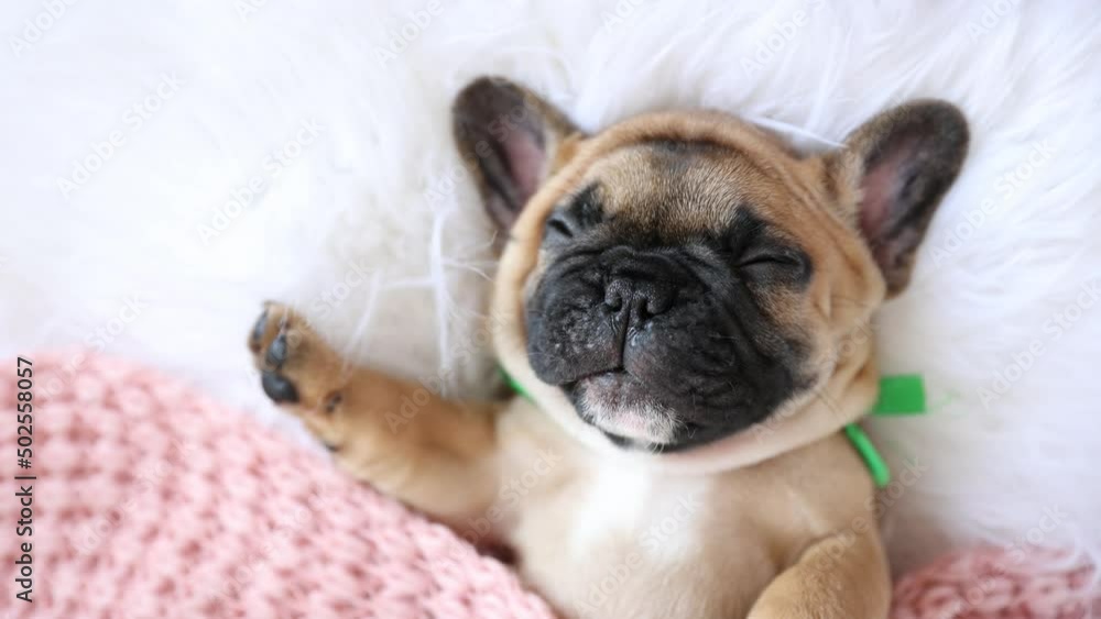 cute french bulldog puppy sleeping on his back on a fur blanket sleeping on a fur blanket. cute pets concept