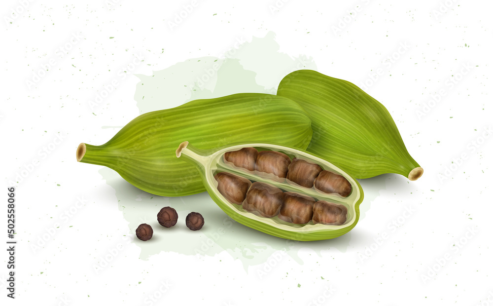 Fresh Green Cardamom pods with cardamom seeds vector illustration Stock