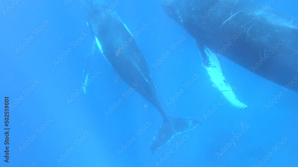 Close-up humpback whale mother and calf underwater in Pacific Ocean. Giant animals Megaptera Novaeangliae huge whales in pure transparent water in Tonga Polynesia Close-up humpback whale mother and calf underwater in Pacific Ocean. Giant animals Megaptera Novaeangliae huge whales in pure transparent water in Tonga Polynesia